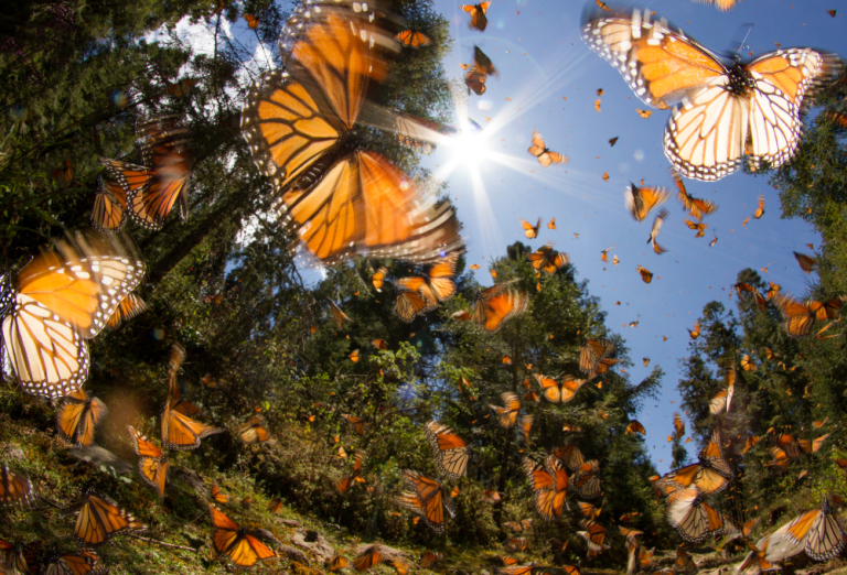Guía completa: Cómo visitar el Santuario de la Mariposa Monarca este verano 2025 desde la CDMX
