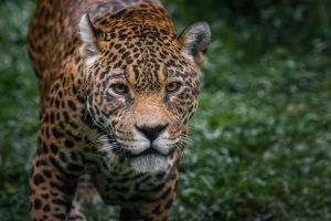 Descubre el significado del jaguar en Mesoamérica y por qué fue uno de los animales más sagrados para culturas como la maya, la olmeca y la mexica. Conoce su simbolismo, su relación con el inframundo y el papel que desempeñó en la cosmovisión de los pueblos originarios.