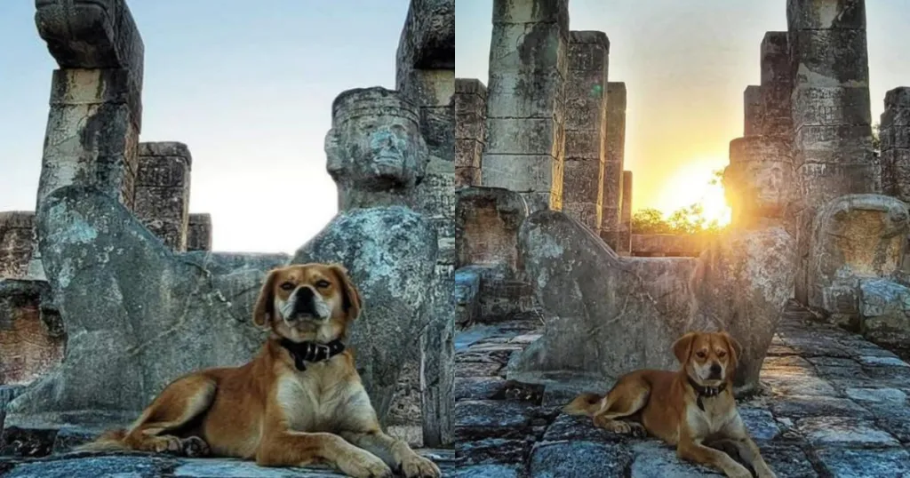 Osita, la perrita que vigila Chichén Itzá