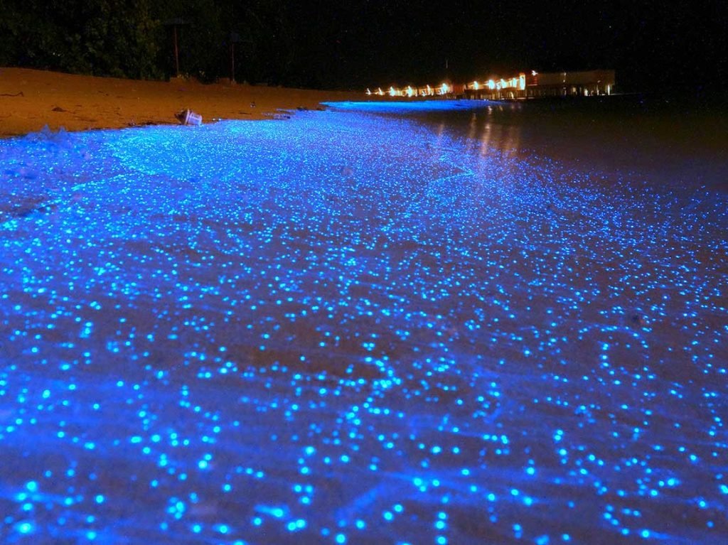 Laguna de Manialtepec, Oaxaca (bioluminiscencia y fuego estelar)
