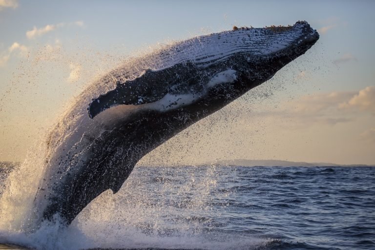 ¡Es hoy, es hoy! Día Mundial de las Ballenas y los Delfines. (¡Y te decimos dónde verlas!)
