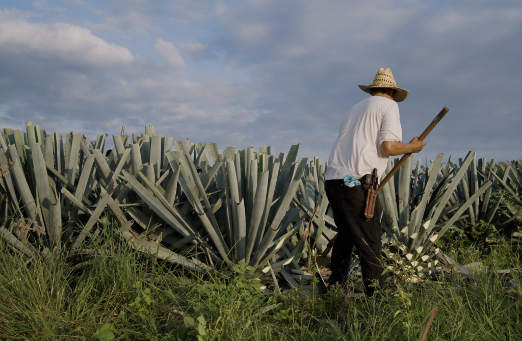 Ruta del Agave en Manzanillo, un viaje sensorial a través de la cultura y sabor