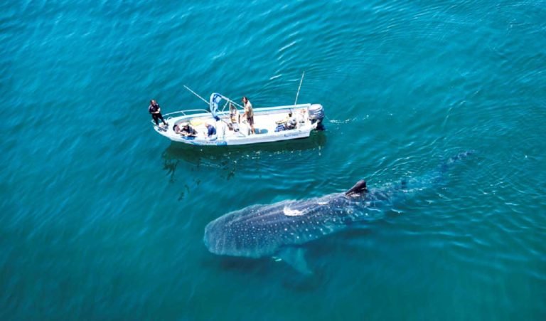 Avistamiento del tiburón ballena en La Paz.