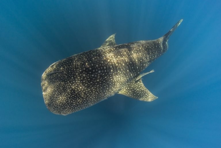 ¿Cuándo es la temporada de tiburón ballena en el Mar de Cortés?