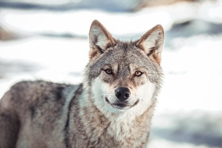 Día Internacional del Lobo: historia, curiosidades imperdibles y dónde verlo en su hábitat
