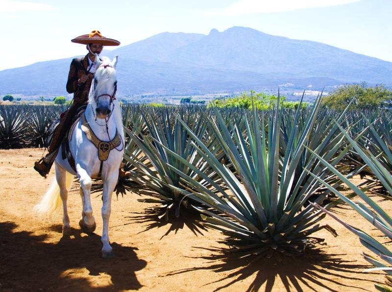 Tequila, Jalisco