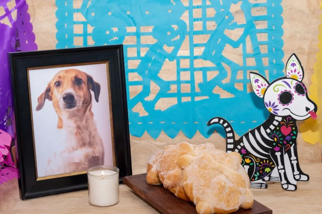 Descubre la tradición mexicana de honrar a las mascotas fallecidas, cuándo “llegan” sus almas y cuándo se coloca su ofrenda.