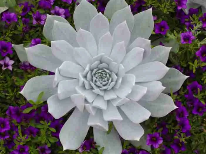 Descubre las 5 joyas botánicas endémicas más fascinantes de la Península de Baja California. Aprende cómo puedes admirar estas maravillas naturales en tus viajes, promoviendo un turismo responsable y consciente.
