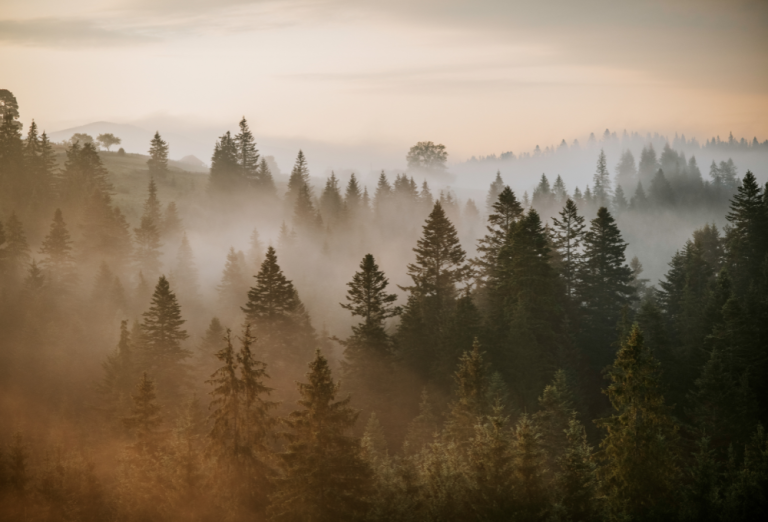 Bosques de niebla en México 2025: ¿Dónde ver hongos y senderos seguros para explorar?
