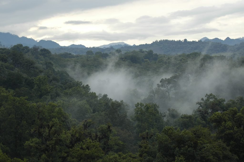 Bosque de niebla de Las Cañadas, Veracruz