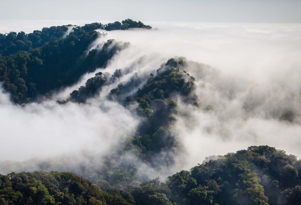 Bosques de niebla en México: ¿Dónde ver hongos y senderos seguros para explorar?