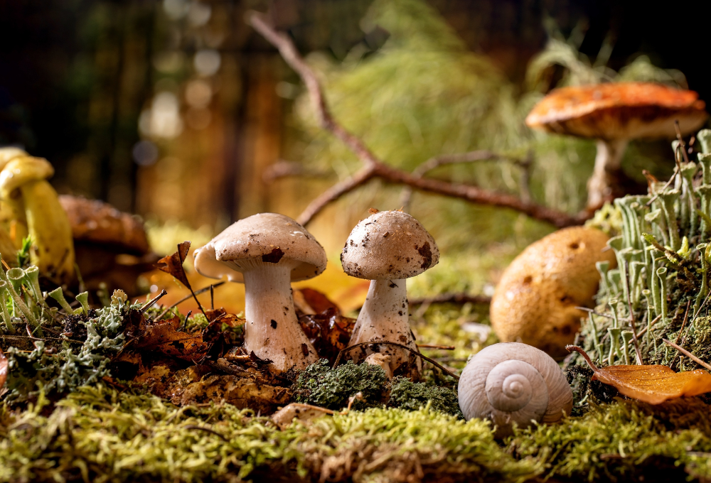 La importancia ecológica de los hongos en bosques de niebla