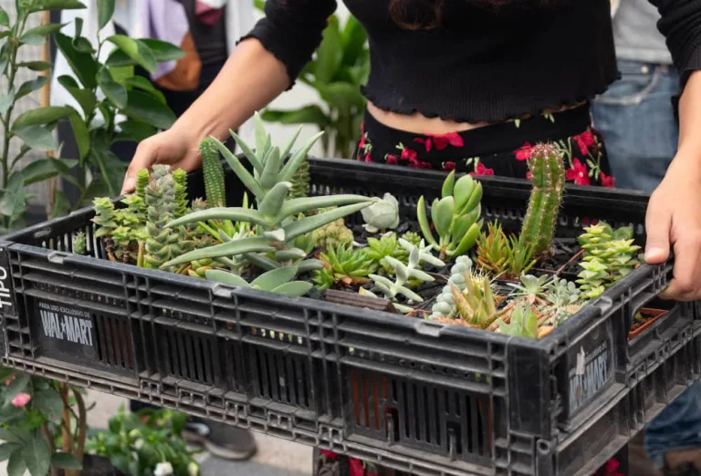 ¡No te pierdas el PlantFest en Puebla! (De paso te dejamos tips para cuidar tus plantas)