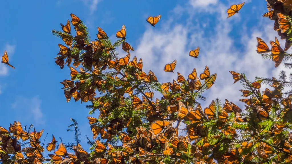En el Día Internacional de las Reservas de la Biosfera, descubre cinco de los santuarios naturales más fascinantes de México. Conoce su historia, su riqueza biológica y cómo visitarlos de forma responsable.
