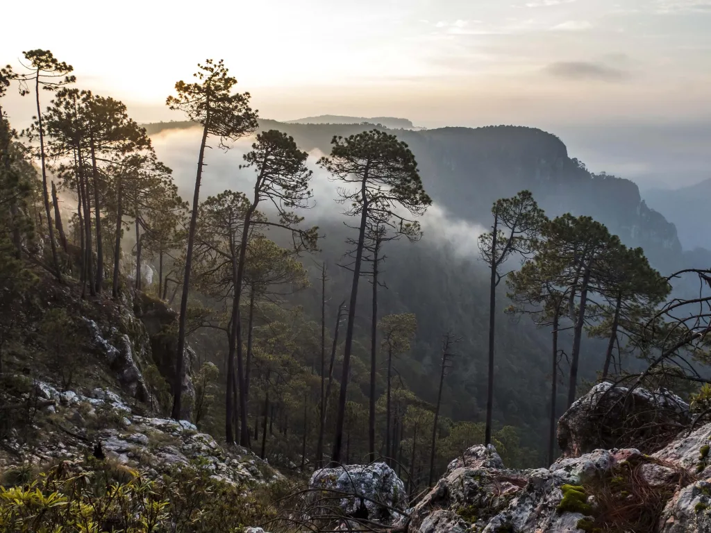 En el Día Internacional de las Reservas de la Biosfera, descubre cinco de los santuarios naturales más fascinantes de México. Conoce su historia, su riqueza biológica y cómo visitarlos de forma responsable.