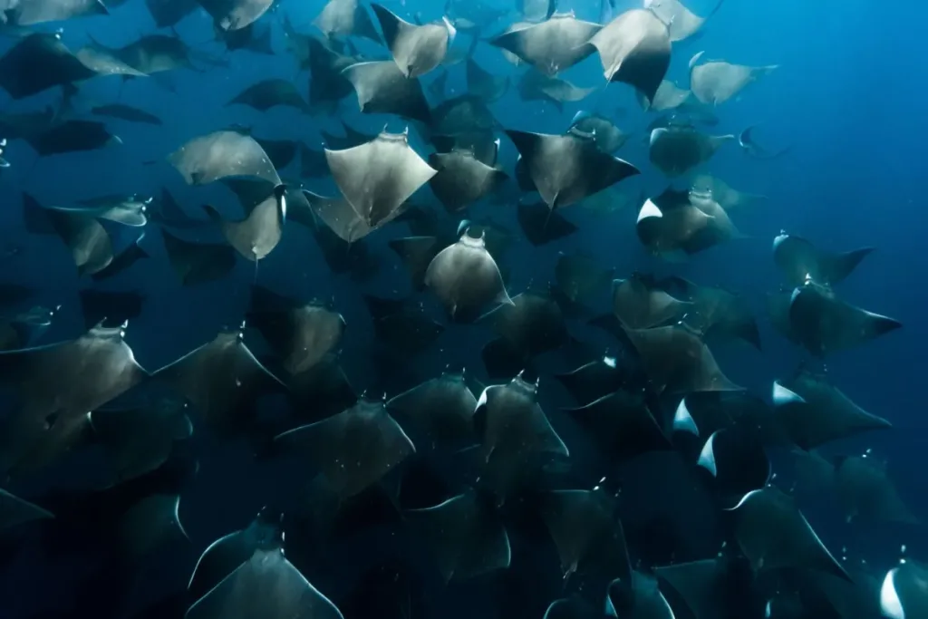 Descubre el destino donde cada año miles de rayas mobulas migran y realizan espectáculos acuáticos únicos. Aprende cuándo ocurre, por qué sucede y cómo vivir esta experiencia natural desde cerca.