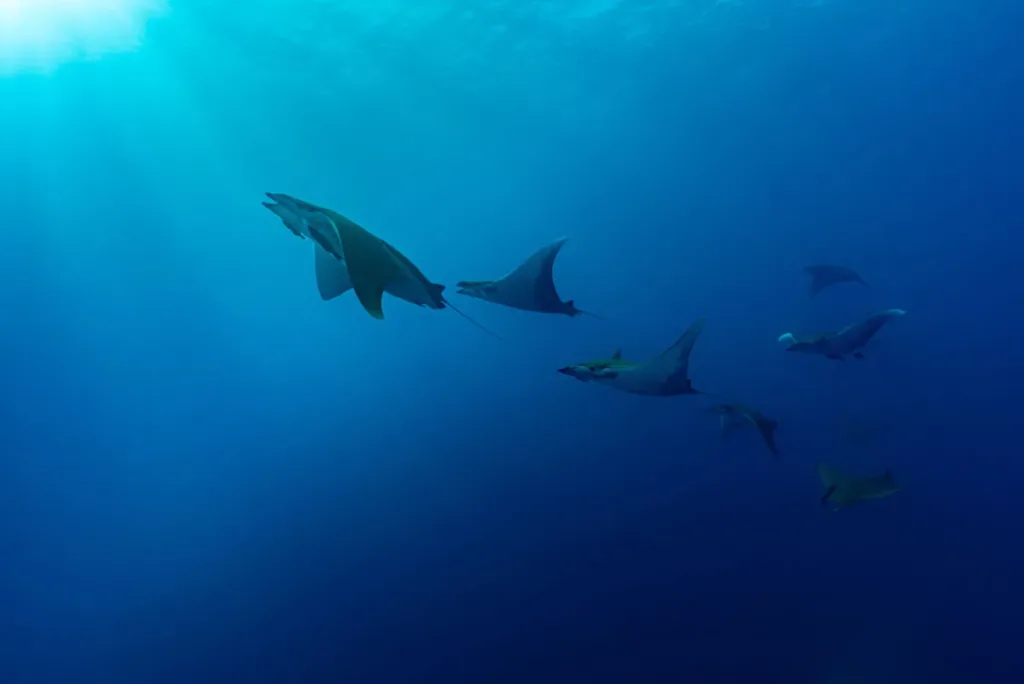 Descubre el destino donde cada año miles de rayas mobulas migran y realizan espectáculos acuáticos únicos. Aprende cuándo ocurre, por qué sucede y cómo vivir esta experiencia natural desde cerca.