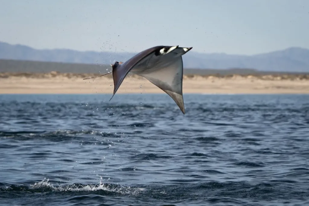 Descubre el destino donde cada año miles de rayas mobulas migran y realizan espectáculos acuáticos únicos. Aprende cuándo ocurre, por qué sucede y cómo vivir esta experiencia natural desde cerca.