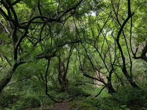 Entre montañas, misticismo y senderos rodeados de naturaleza, Amatlán de Quetzalcóatl, guarda un bosque poco conocido que se ha convertido en el escape perfecto para quienes buscan reconectar, respirar aire puro y descubrir uno de los rincones más espirituales de Morelos.