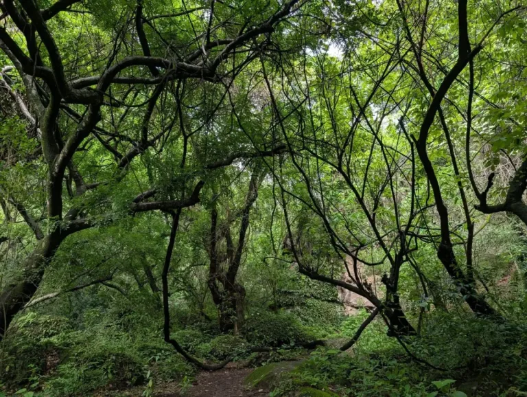Éste es el bosque poco conocido que se convirtió en un respiro perfecto: Amatlán de Quetzalcóatl