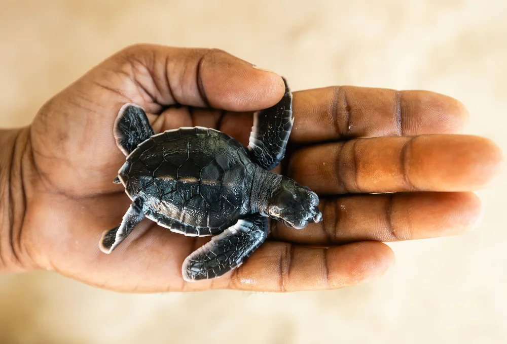 Tortuga bebé