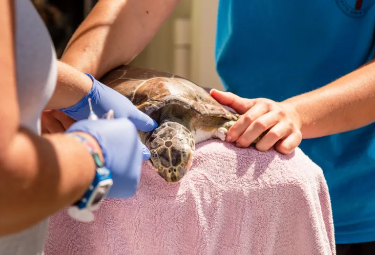 Turismo Voluntario en Chiapas 2026: Guía para que te sumes a la protección de la tortuga marina