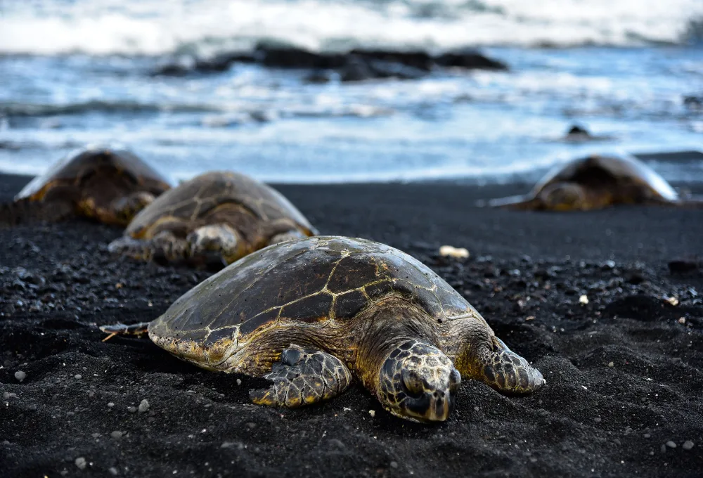 Protección de la tortuga marina