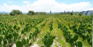 Descubre por qué el nopal es alimento, símbolo nacional y emblema de nuestro país. Conoce su historia, valor cultural, importancia nutricional y significado en la identidad mexicana. ¿Es de tus comidas favoritas?