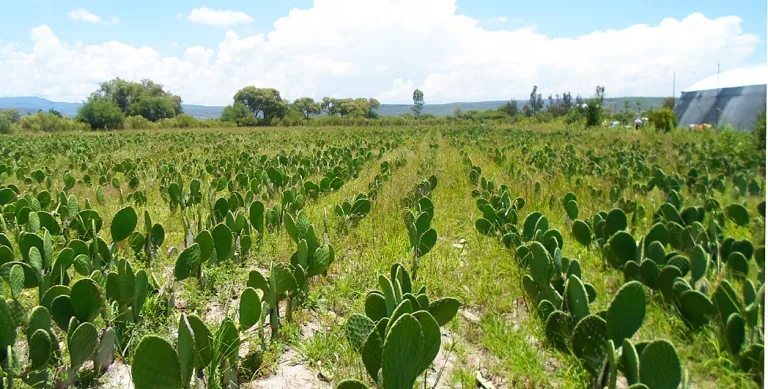 Descubre por qué el nopal es alimento, símbolo nacional y emblema de nuestro país. Conoce su historia, valor cultural, importancia nutricional y significado en la identidad mexicana. ¿Es de tus comidas favoritas?