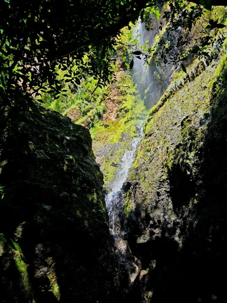Descubre un tesoro natural escondido cerca de la CDMX en Tepoztlán, Morelos. Aprende cómo llegar, qué esperar de su ecosistema de bosque nuboso, historia de la región y consejos prácticos para tu visita en la temporada fría. ¿Te lanzas?