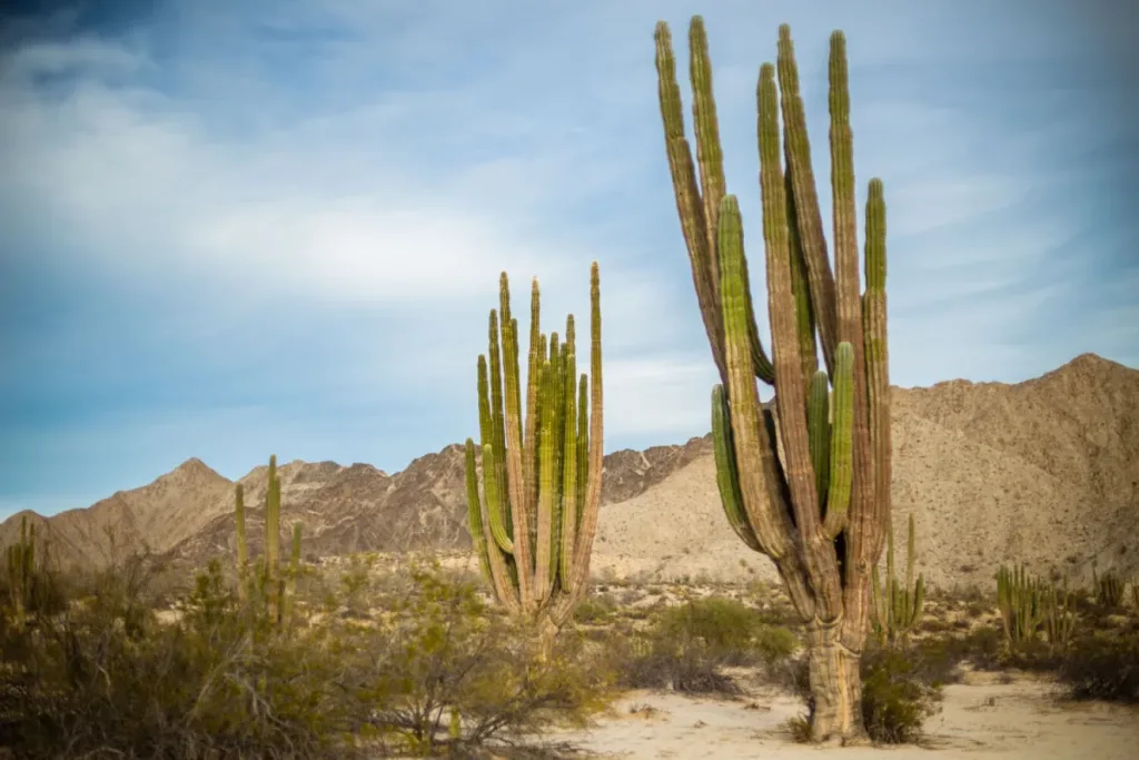 Descubre San Felipe, Baja California, un destino con playas tranquilas, gastronomía fresca y paisajes desérticos únicos. ¿Cuándo vas para allá?… ¡Checa!