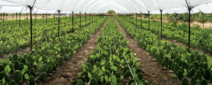 Conoce Valtierrilla, la comunidad de Salamanca, Guanajuato reconocida como Capital Mundial del Nopal, su historia, cultura, producción, tradición gastronómica y el Circuito del Nopal que ha revitalizado el turismo local.