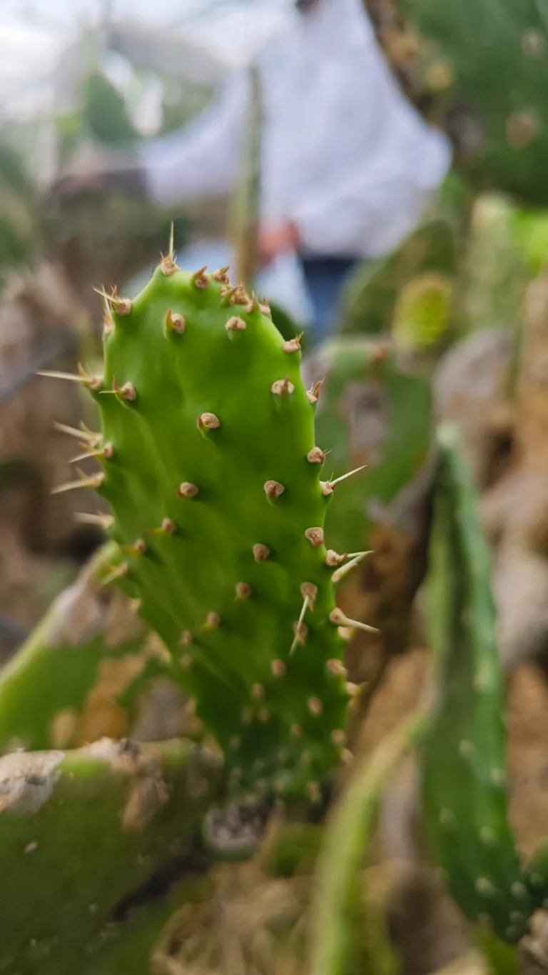 Conoce Valtierrilla, la comunidad de Salamanca, Guanajuato reconocida como Capital Mundial del Nopal, su historia, cultura, producción, tradición gastronómica y el Circuito del Nopal que ha revitalizado el turismo local.