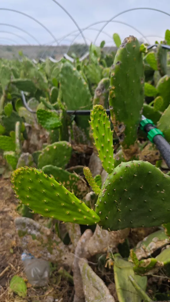 Conoce Valtierrilla, la comunidad de Salamanca, Guanajuato reconocida como Capital Mundial del Nopal, su historia, cultura, producción, tradición gastronómica y el Circuito del Nopal que ha revitalizado el turismo local.