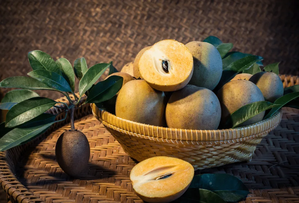 Chicozapote