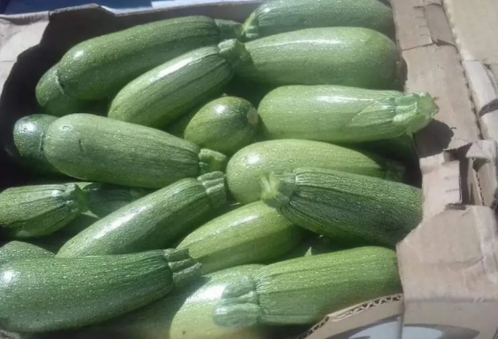 México explicado en 10 sabores de la tierra. Calabaza.