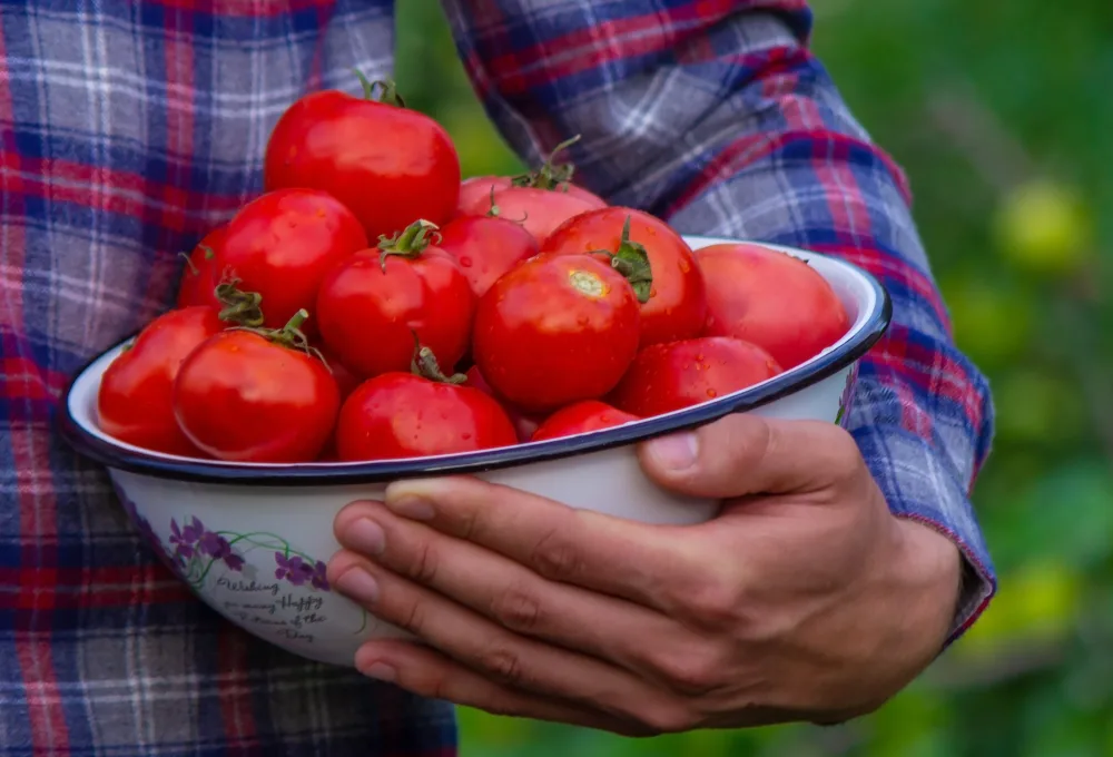 Jitomates. Tomates. México explicado en 10 sabores de la tierra