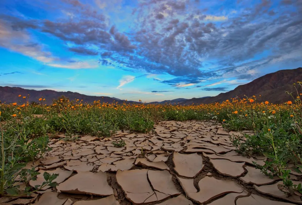 Desierto de Sonora