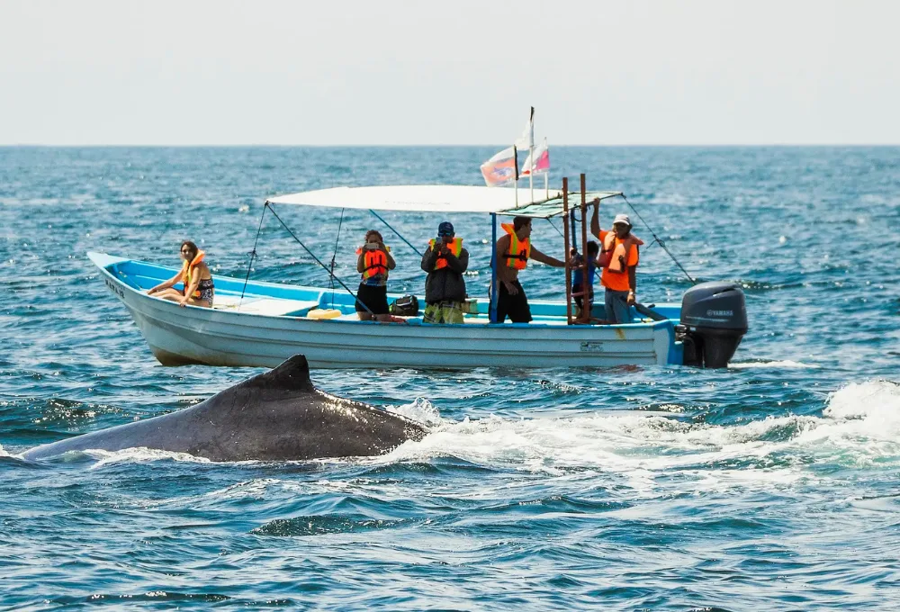 Última llamada en el Pacífico: Vive el avistamiento de ballena jorobada en Nayarit 2026 (GUÍA ética)