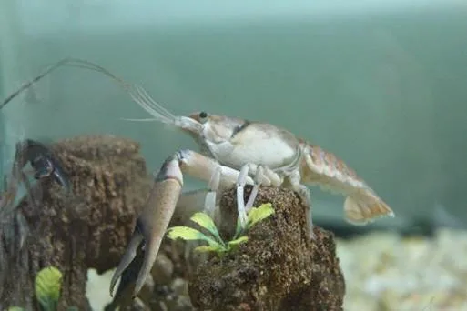 Descubre El Sabinal, un oasis ecológico en Nuevo León y santuario del cangrejo de agua dulce ubicado a 99 km de Monterrey. Naturaleza, historia y biodiversidad en un parque único del norte de México. ¿Cuándo te apuntas para esta aventura?