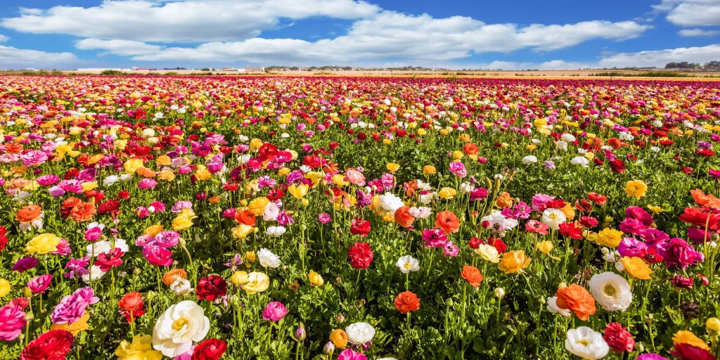 El Monumento a la Revolución se transformará en un mega jardín durante el Festival de Flores y Jardines 2026 en CDMX. Descubre fechas, actividades, el teporingo floral, conciertos gratis y todo lo que debes saber. ¿Tienes planes de ir?