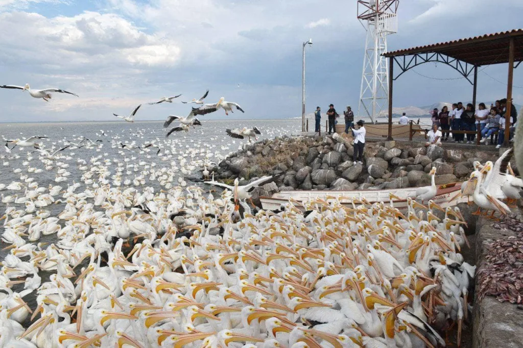 Descubre Petatán, el pueblo entre Jalisco y Michoacán donde miles de pelícanos llegan cada año y puedes probar el tradicional “caviar de lago”.