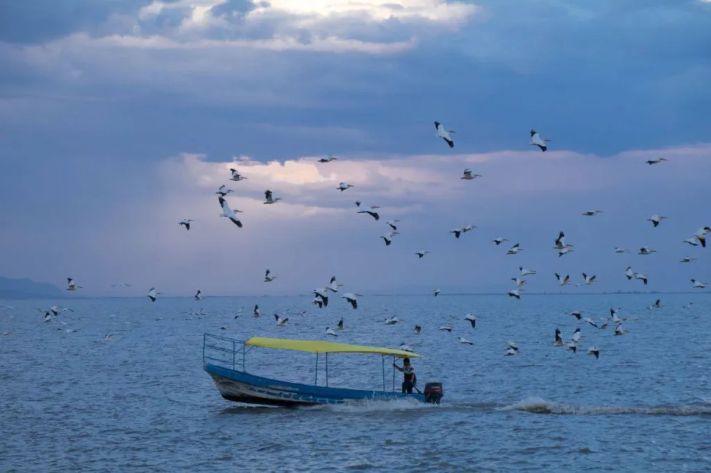 Descubre Petatán, el pueblo entre Jalisco y Michoacán donde miles de pelícanos llegan cada año y puedes probar el tradicional “caviar de lago”.