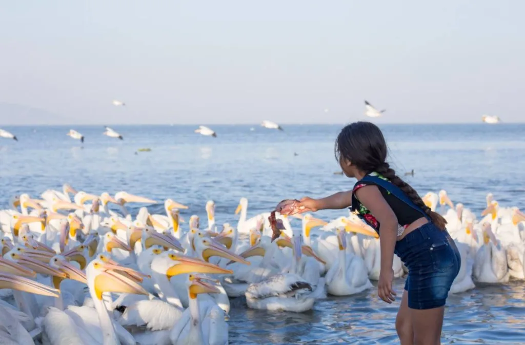 Descubre Petatán, el pueblo entre Jalisco y Michoacán donde miles de pelícanos llegan cada año y puedes probar el tradicional “caviar de lago”.
