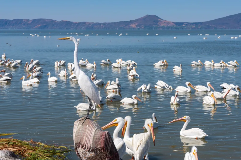 Descubre Petatán, el pueblo entre Jalisco y Michoacán donde miles de pelícanos llegan cada año y puedes probar el tradicional “caviar de lago”.