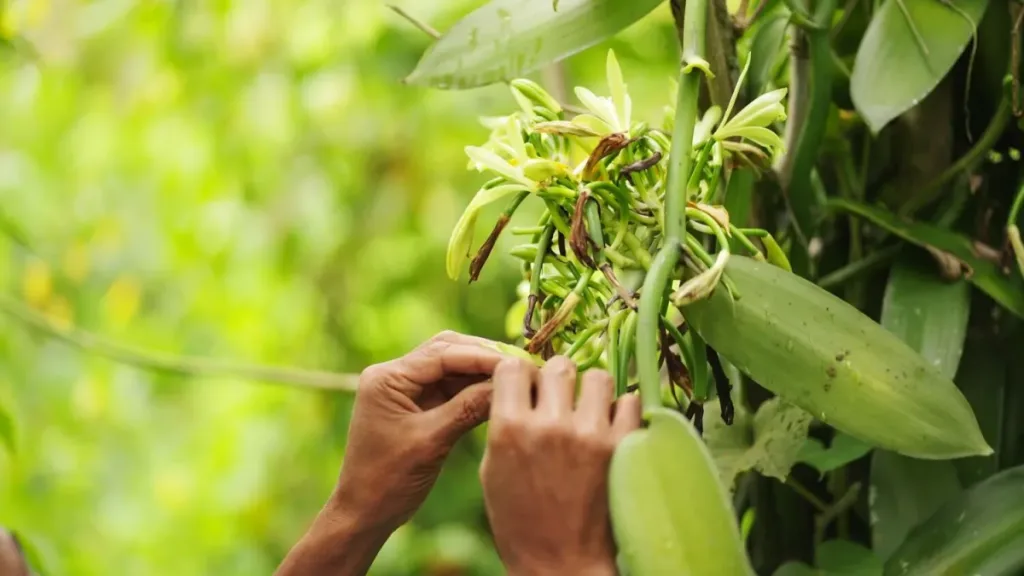 Descubre el origen de la vainilla en México, su historia y por qué este pueblo es clave en uno de los sabores más importantes del mundo. ¿Lo sabías?