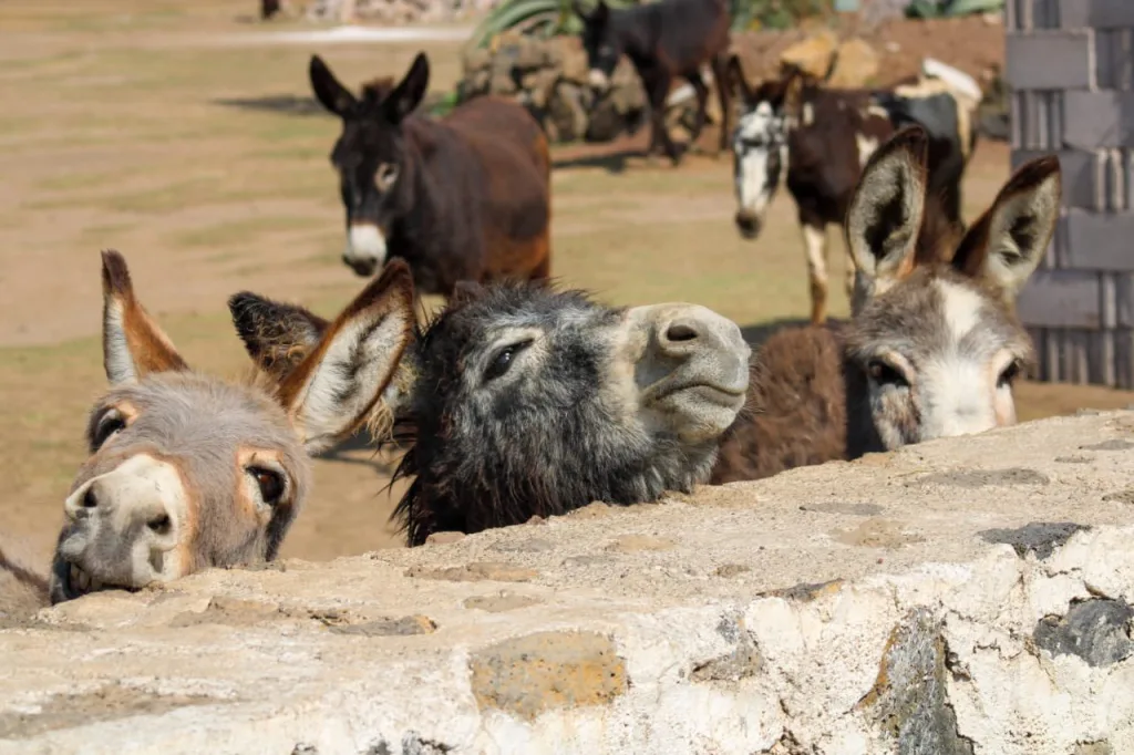 Descubre Otumba, el Pueblo Mágico del Estado de México famoso por su Feria del Burro, una tradición única llena de historia y cultura. ¿Te vas a lanzar?