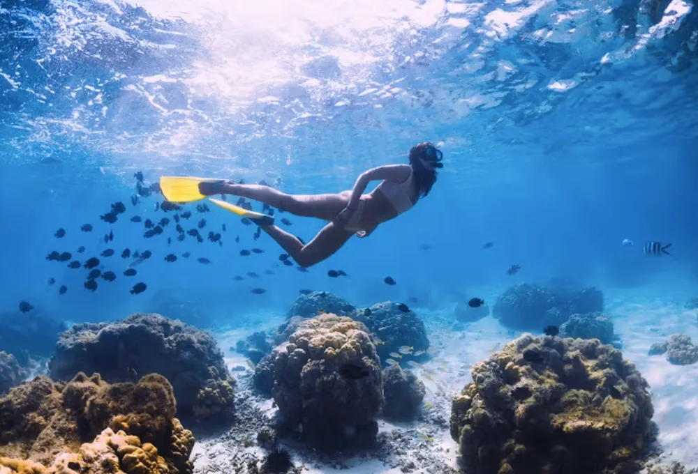 ¿Cuándo es la mejor temporada para bucear en el "Acuario del Mundo"? Guía definitiva del Mar de Cortés