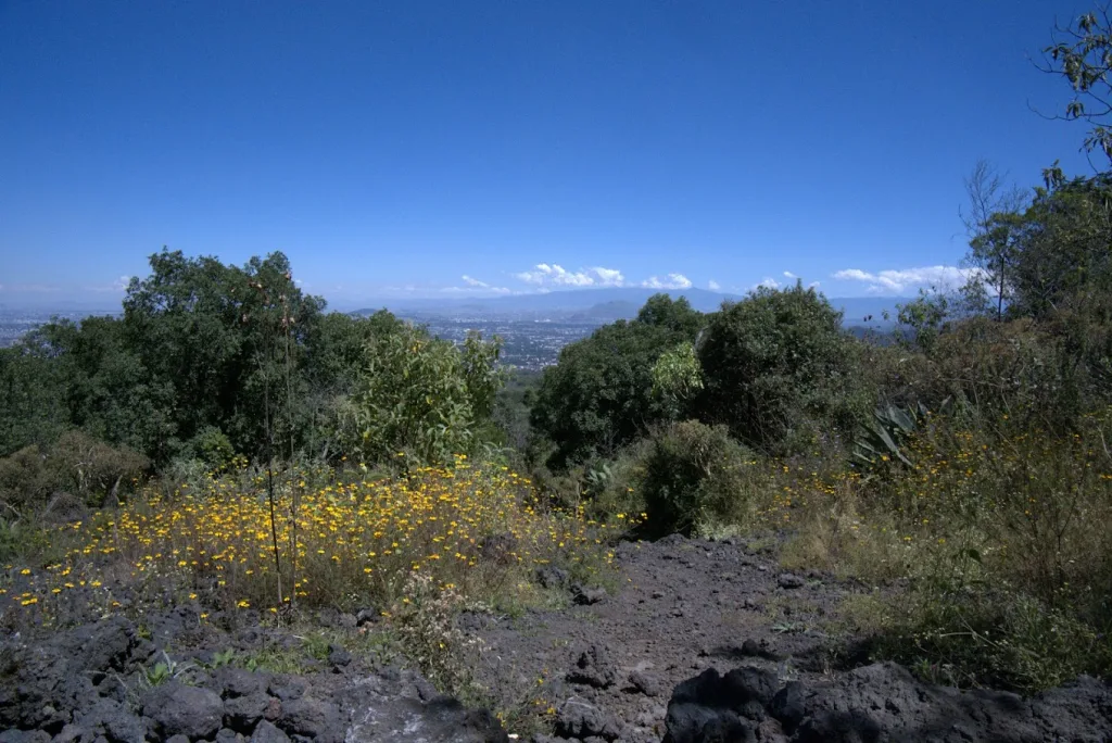 Descubre los parques públicos más grandes de la CDMX, ideales para caminar, hacer ejercicio, descansar y disfrutar la naturaleza sin salir de la ciudad. ¿Conoces todos?