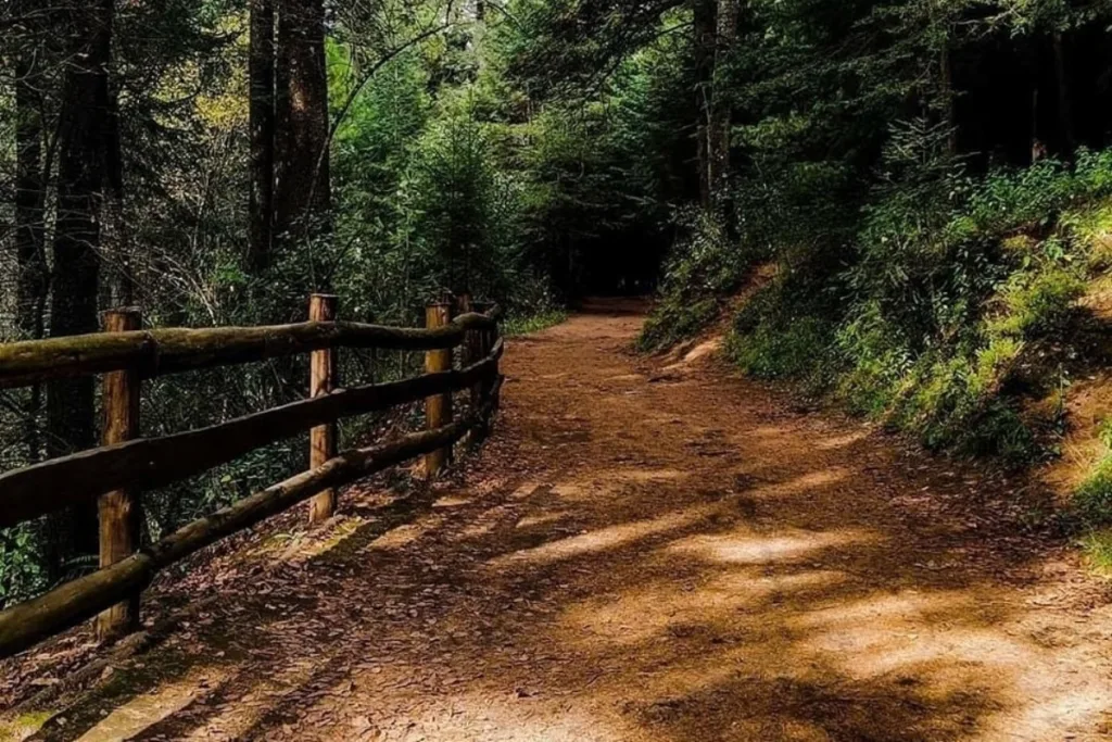 Descubre el Parque Ejidal San Nicolás Totolapan, un bosque natural en CDMX ideal para senderismo, ciclismo, cabañas y actividades al aire libre. ¿Te vas a lanzar?